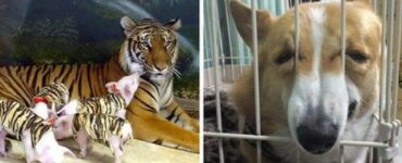 animali speciali