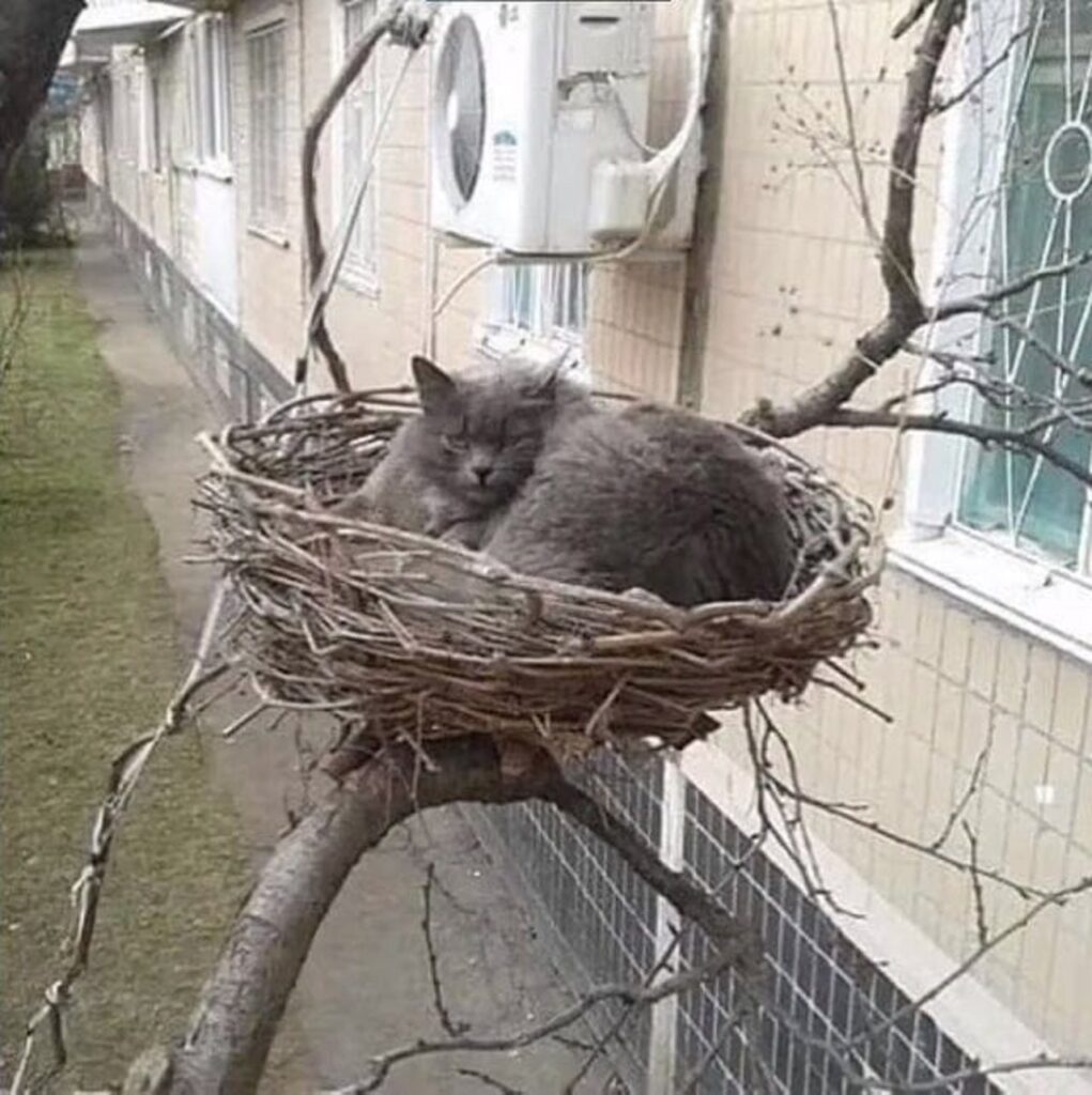 gatto nel nido