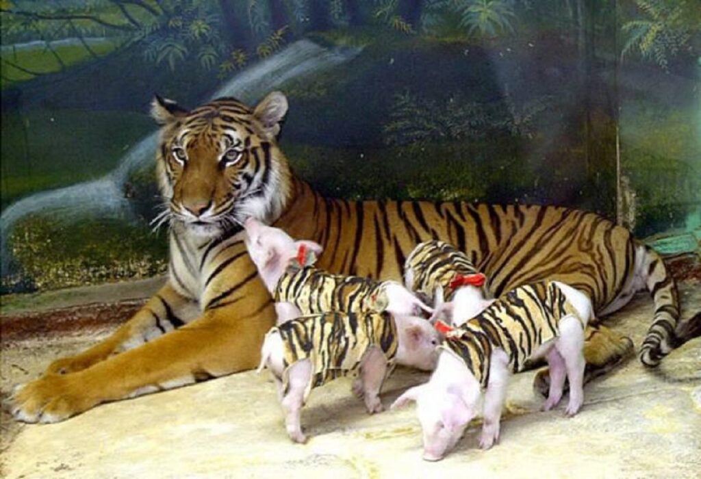 tigre e maialini