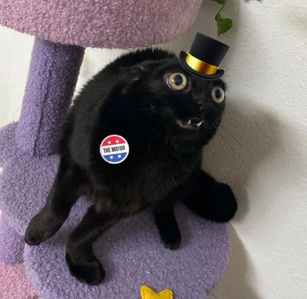 gattina con cappello