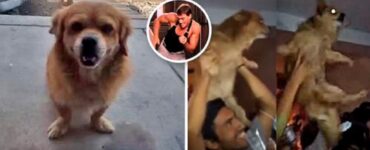 cane partecipa ad una festa