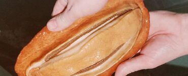 mollusco rosso