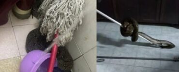 serpente nel water