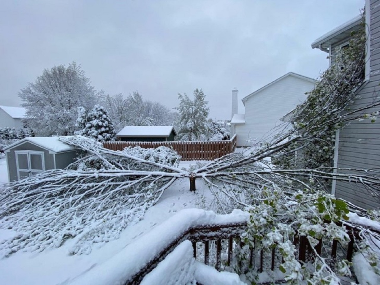 albero crollato per la neve