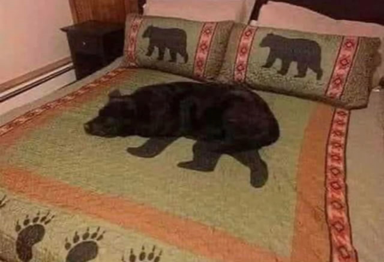 cane sul letto
