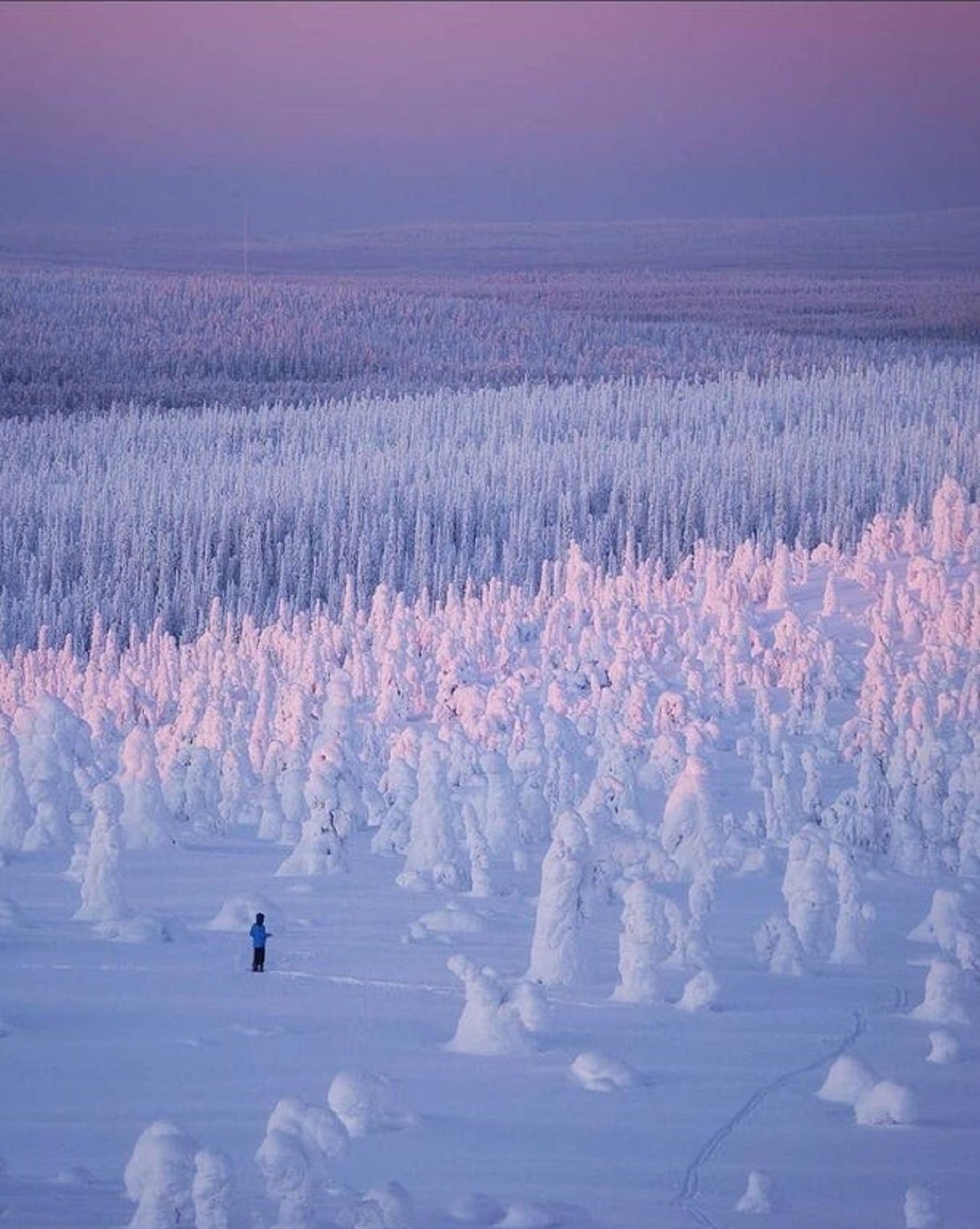 foresta in Finlandia