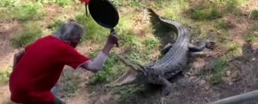 locandiere attacca coccodrillo con una padella