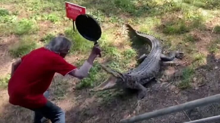locandiere attacca coccodrillo con una padella