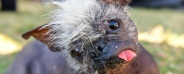 cane vince il premio come cane più brutto del mondo