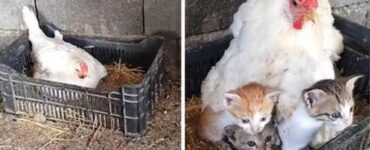 gallina accudisce gattini