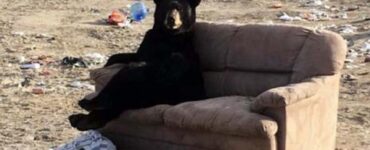orso rilassato