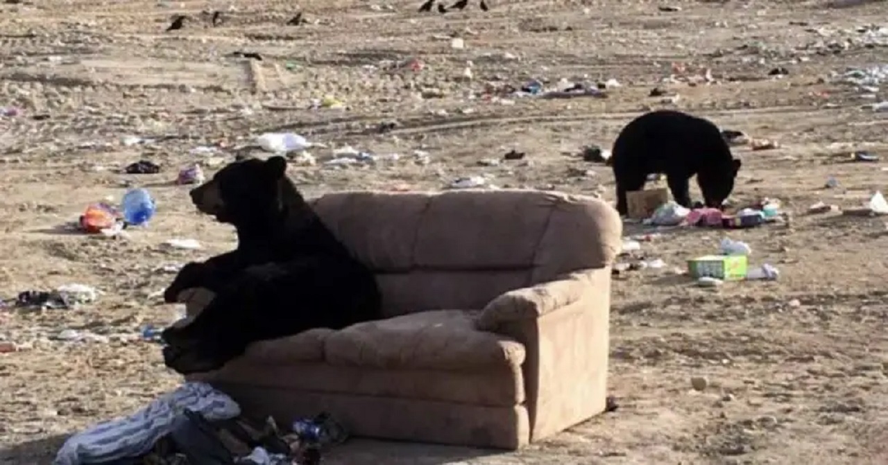 orso in discarica seduto sul divano
