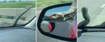 serpente in auto