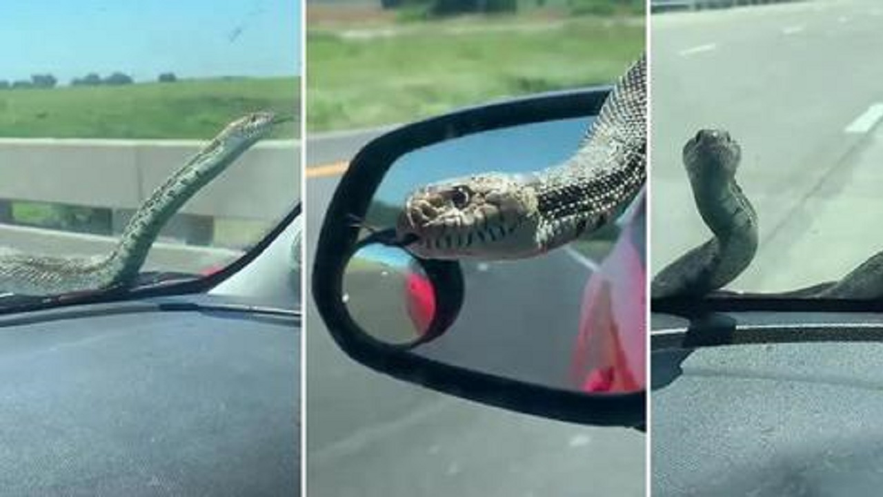 serpente in auto