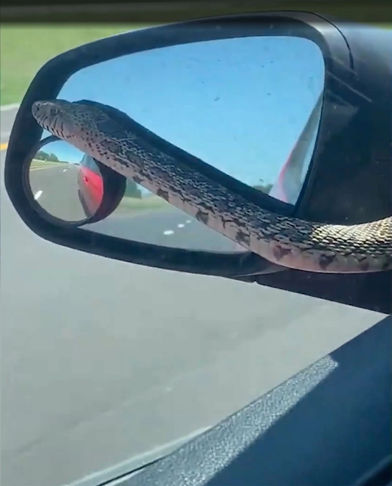 serpente sul parabrezza auto