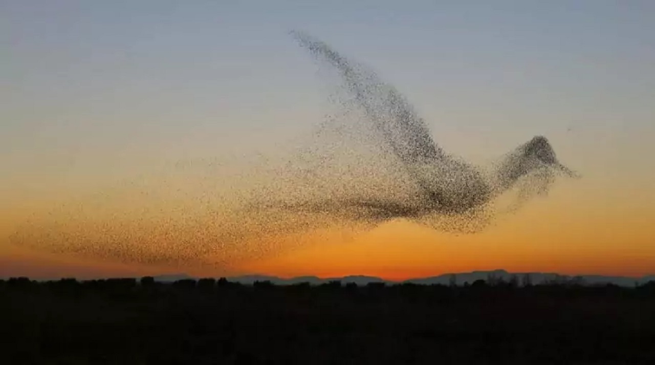 uccelli in volo al tramonto