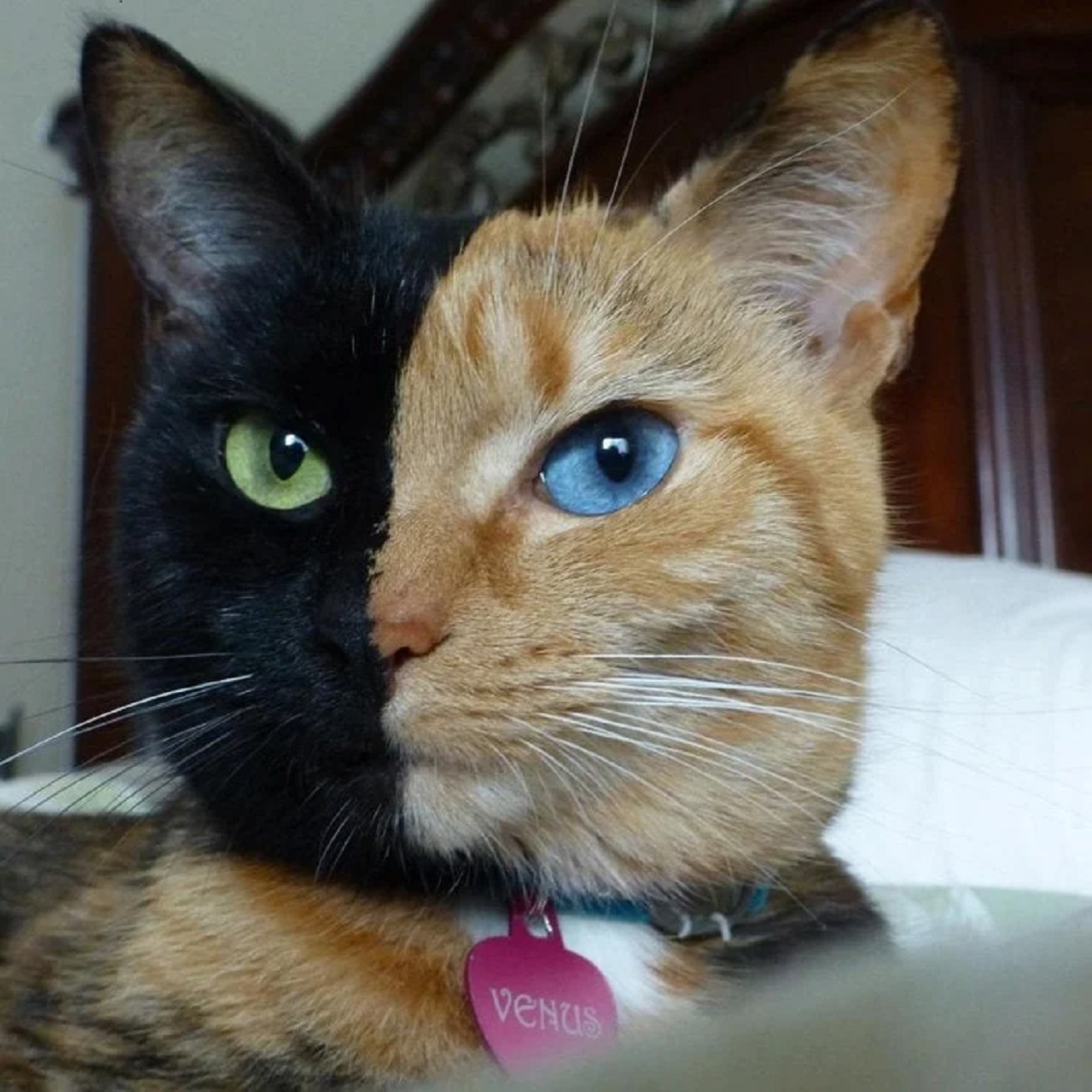 gatto bicolore