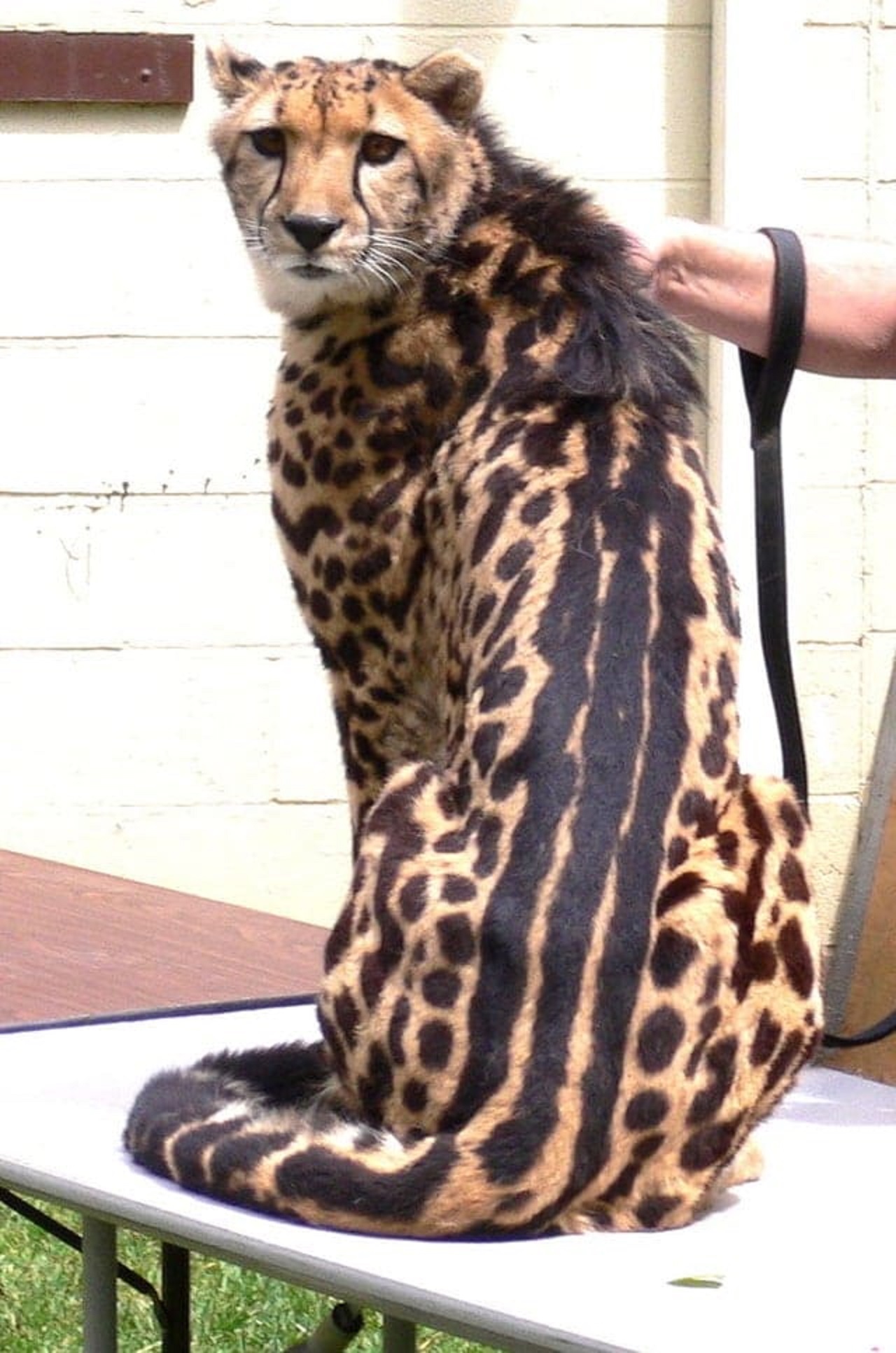 ghepardo a strisce