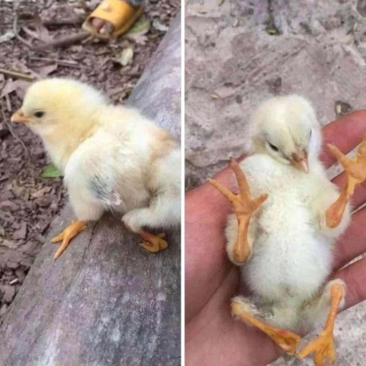 pollo a 4 zampe