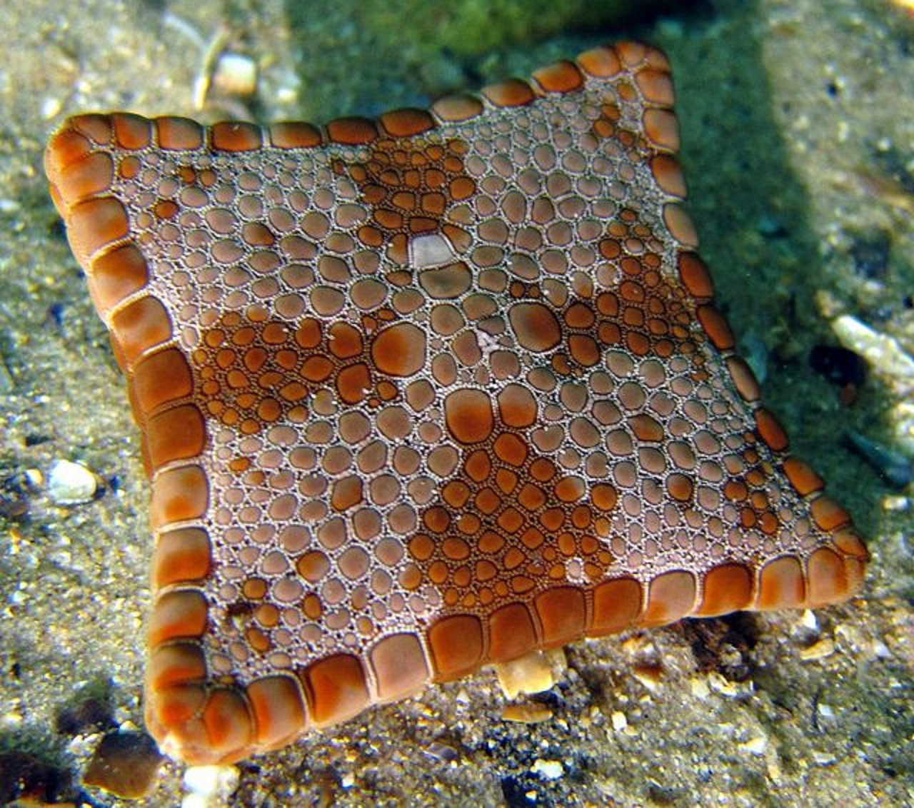 stella marina quadrata