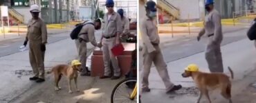 cane con casco protettivo