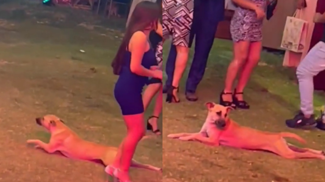 cane si imbuca ad una festa