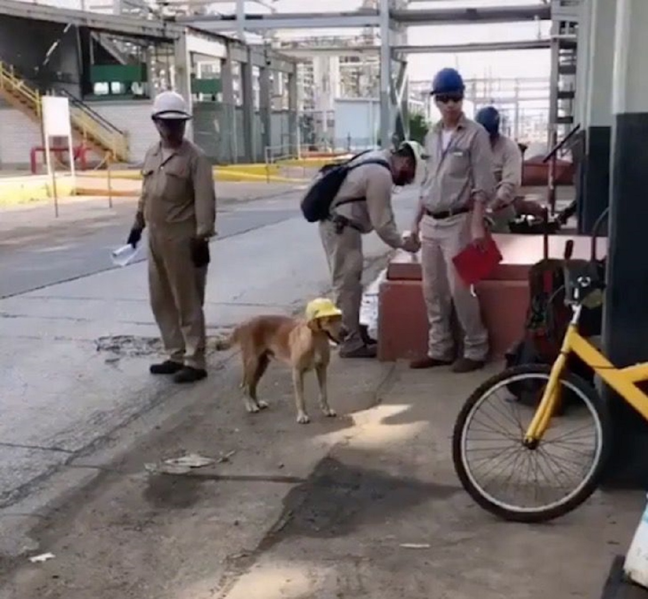cane protetto dai lavoratori