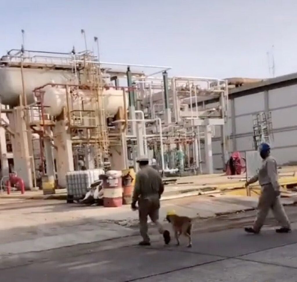 cane a lavoro in uno stabilimento industriale