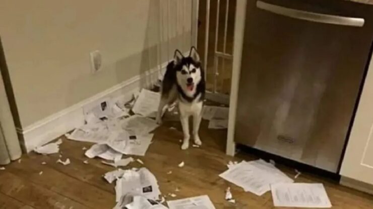 cane distrugge i compiti