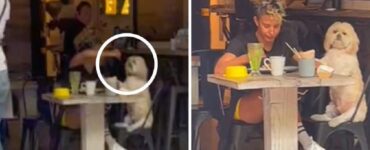 cane seduto a tavola col la padrona