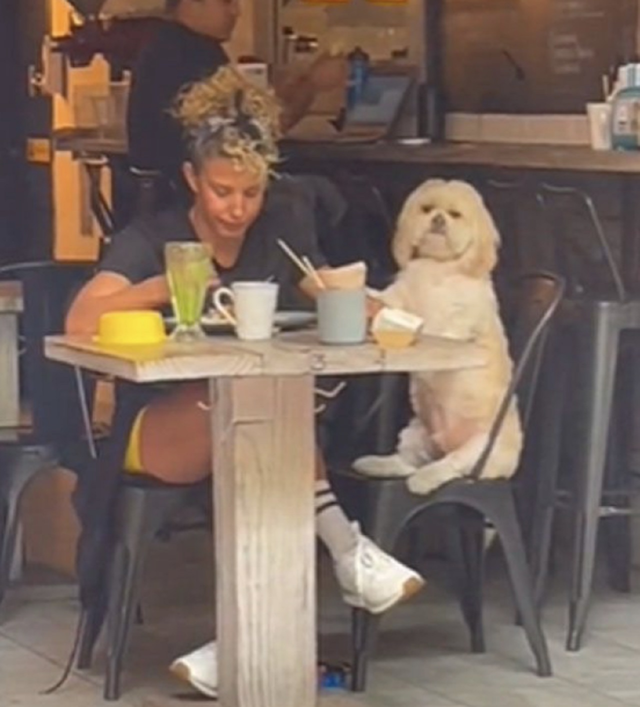 cane seduto come un gentiluomo a tavola