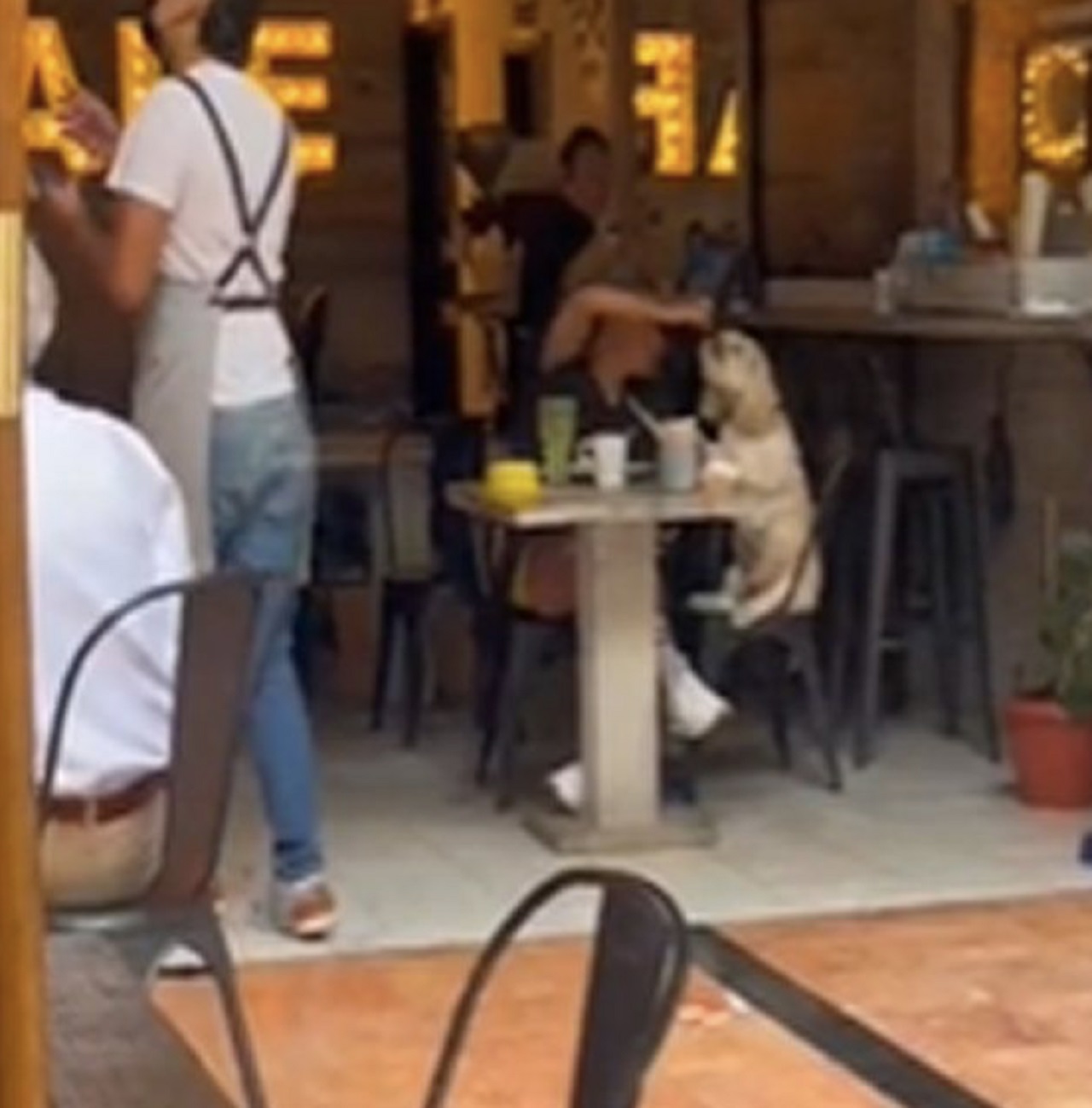 cane e padrona mangiano insieme al tavolo