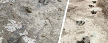 impronte dinosauri
