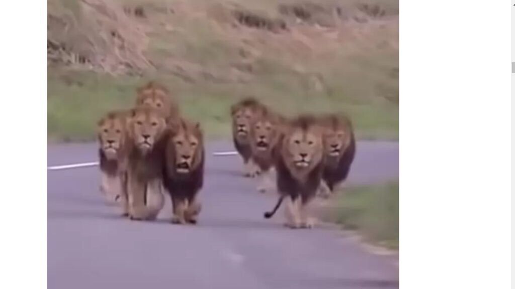 un leone orgoglioso avanza