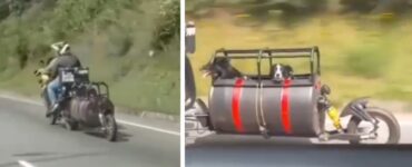 motociclista adatta la sua moto per portare con sé i suoi cani