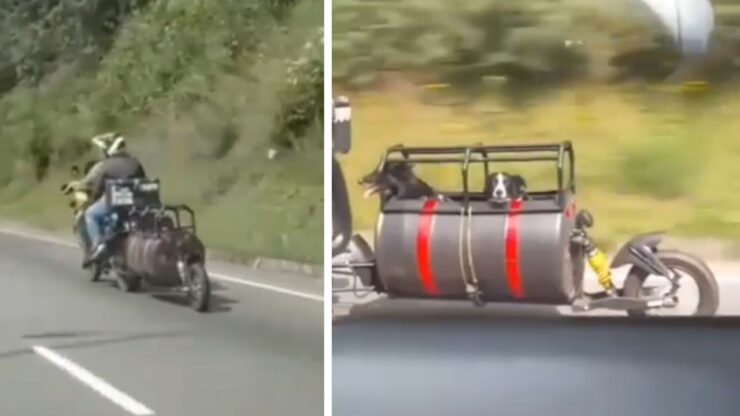 motociclista adatta la sua moto per portare con sé i suoi cani