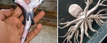 creature straordinarie