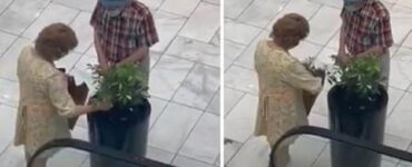 coppia ruba una pianta