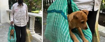 signore vende le scope e porta con sé il suo cucciolo all'interno di una borsa