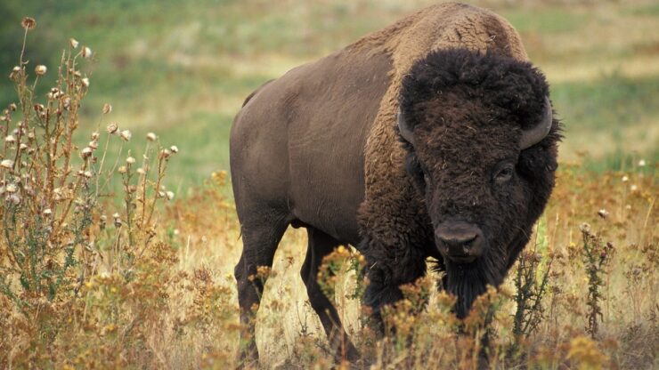 nasce un bisonte selvatico in Inghilterra dopo migliaia di anni