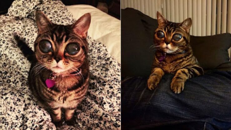 Matilda, la gatta dagli occhi alieni
