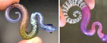 collezione serpenti di vetro soffiato