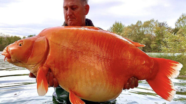 pesce rosso più grande al mondo