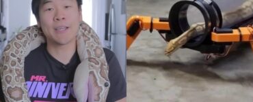 Serpente con gambe robotiche