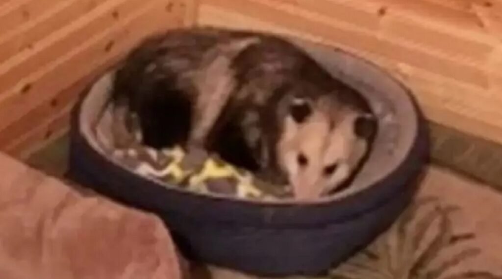 gatti opossum