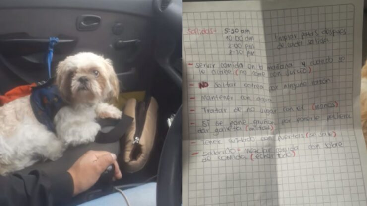 tassista adotta un cucciolo abbandonato nel suo veicolo
