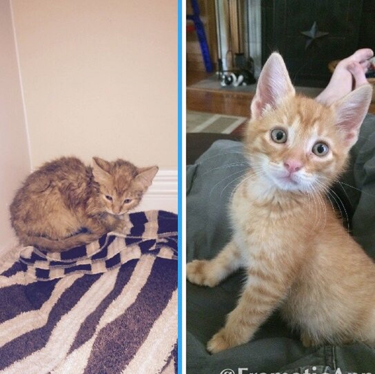 prima e dopo l'adozione