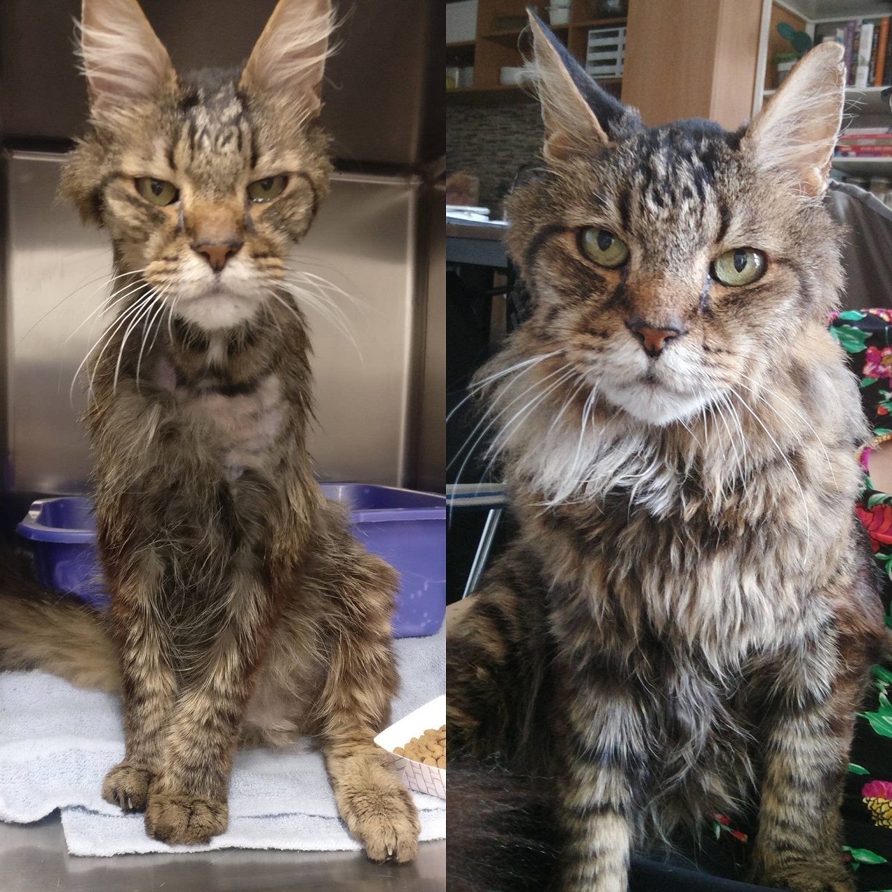 prima e dopo adozione