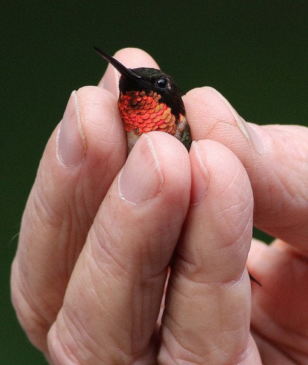 piccolo colibrì