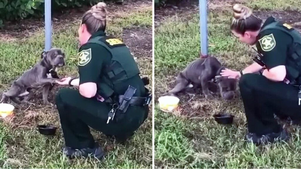 cane salvato da poliziotta